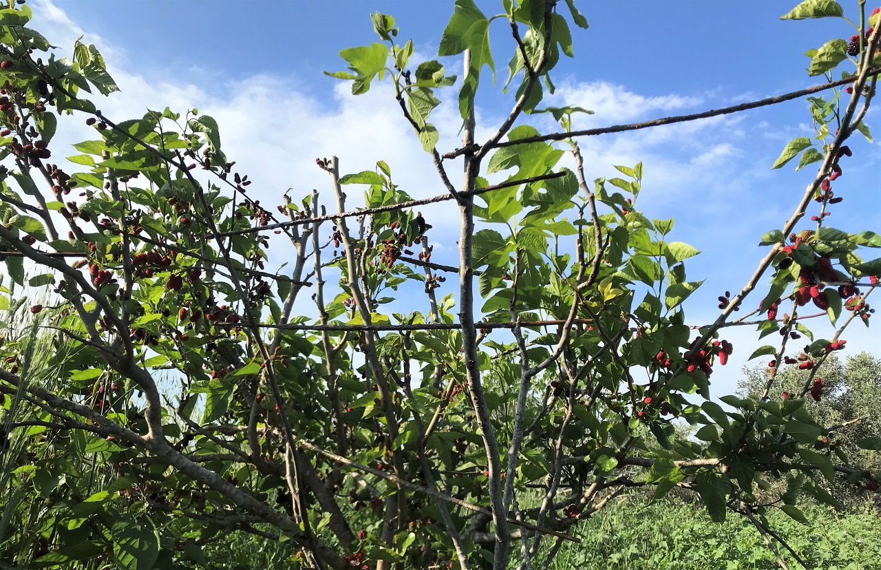 Cyprus spring bird protection camp 2023
 - Bild 2